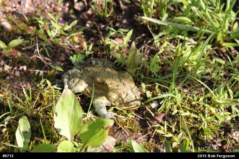 Eastern American Toad