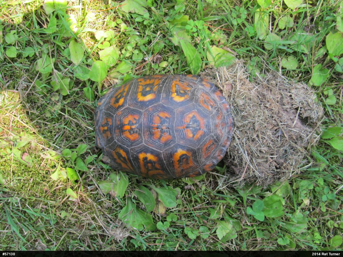 Eastern Box Turtle