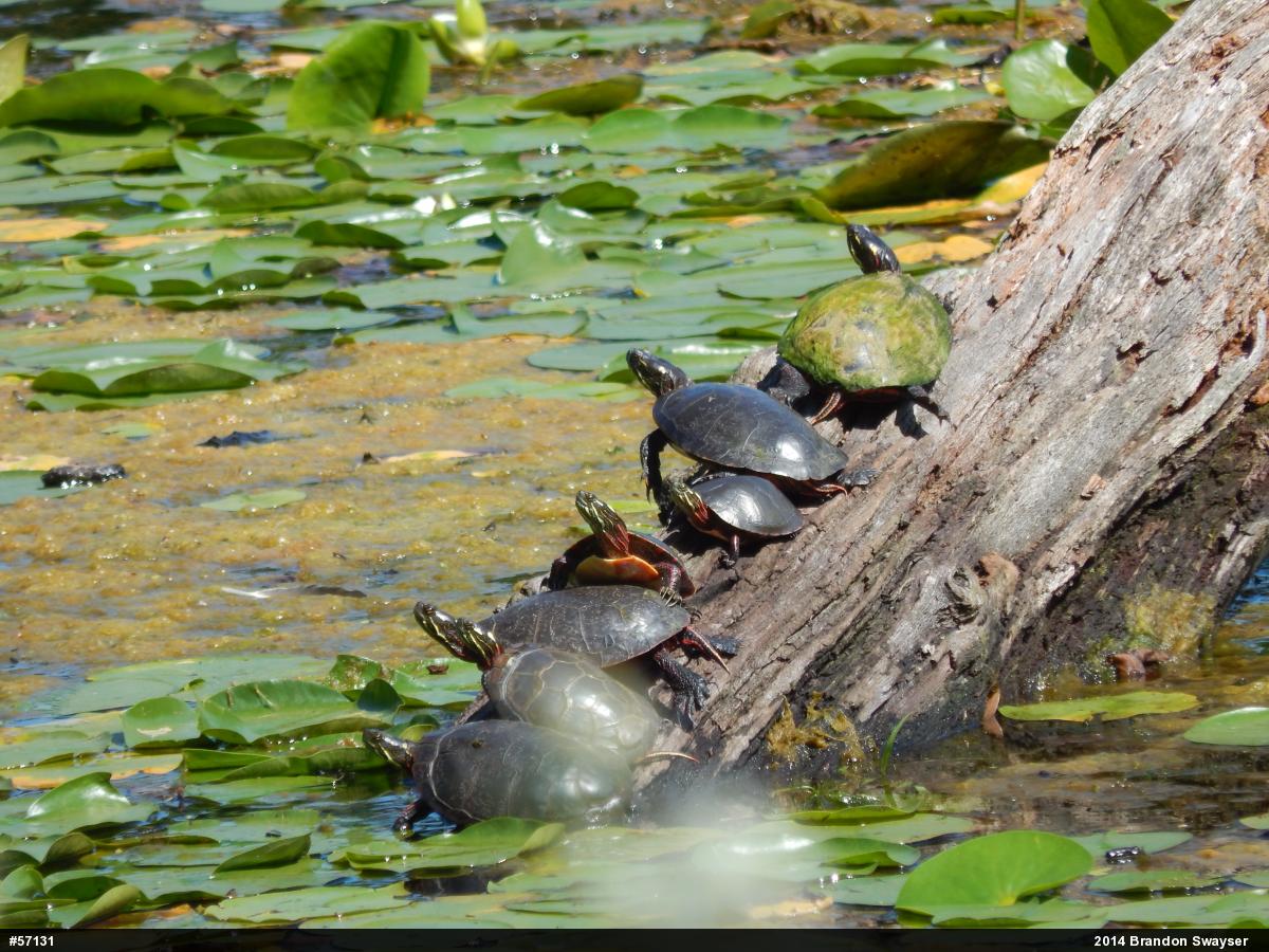 Midland Painted Turtle