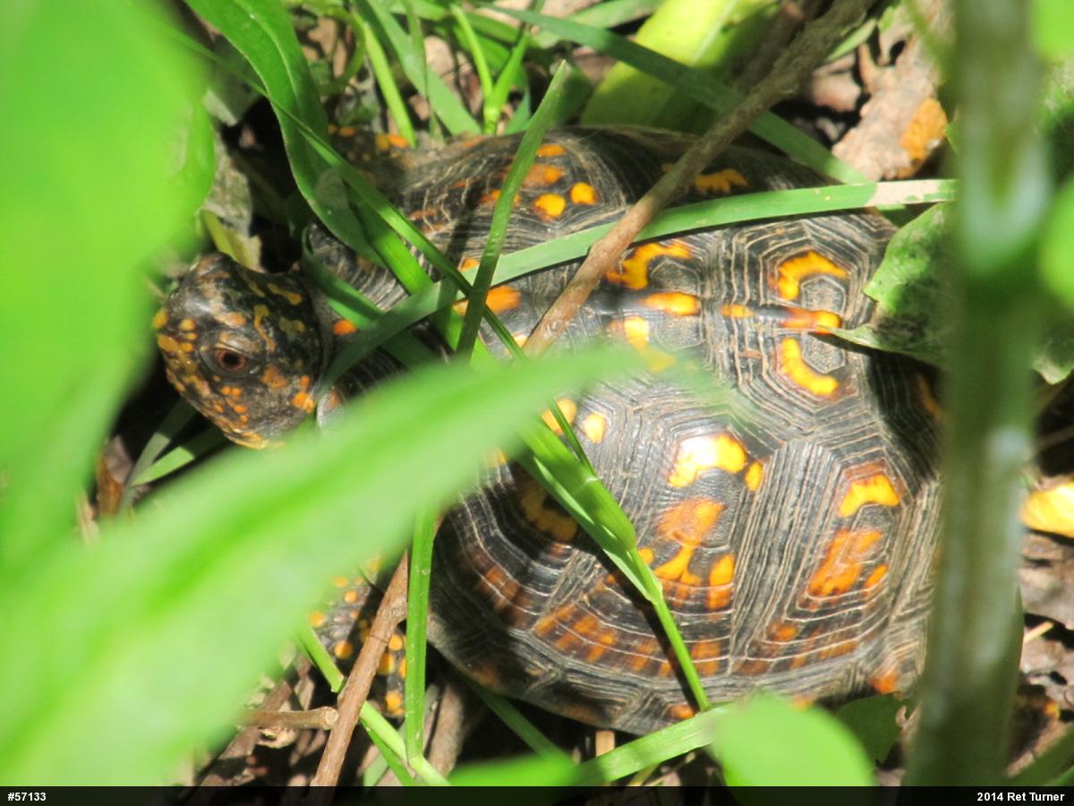 Eastern Box Turtle