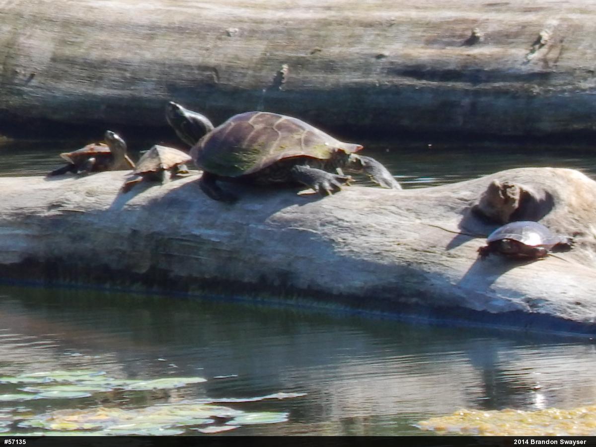 Northern Map Turtle