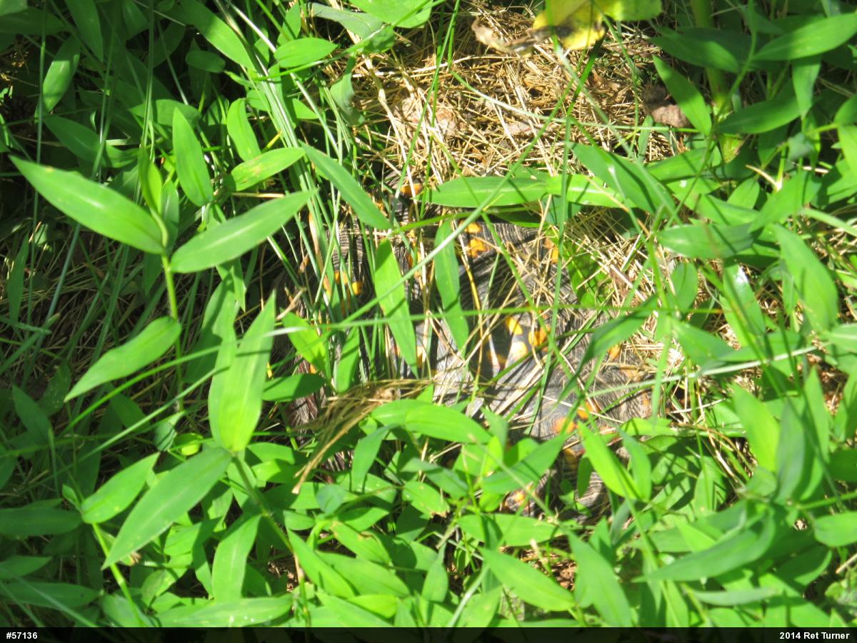 Eastern Box Turtle