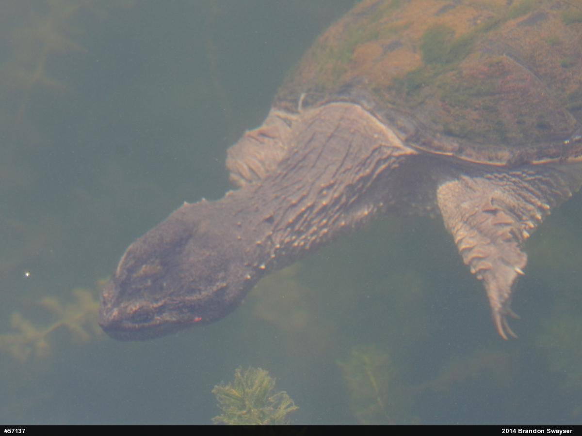 Snapping Turtle