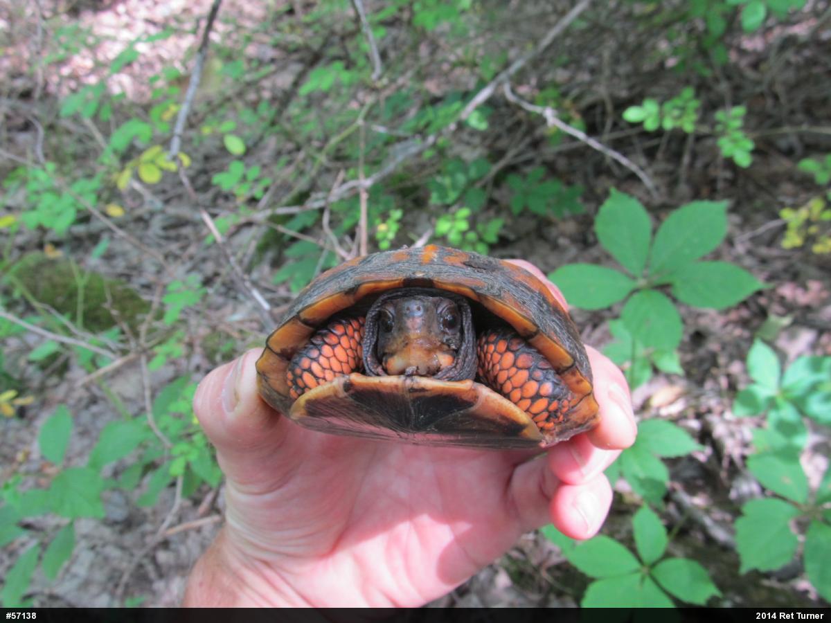Eastern Box Turtle