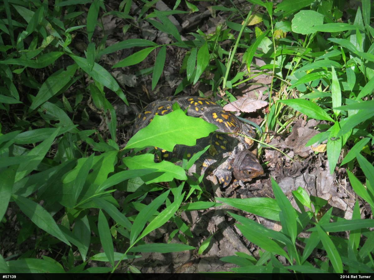 Eastern Box Turtle