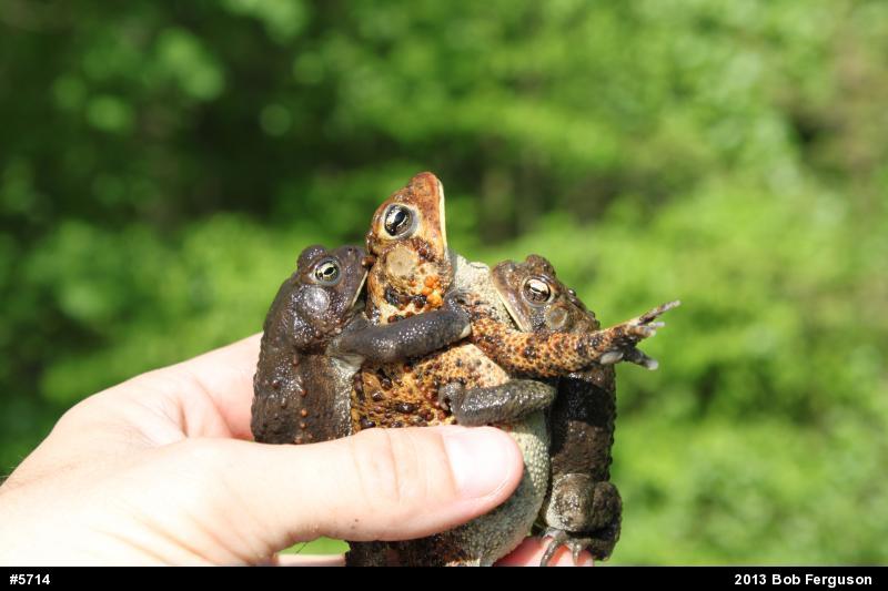 Eastern American Toad