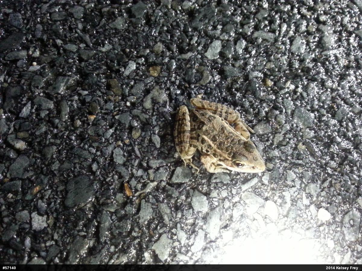 Pickerel Frog