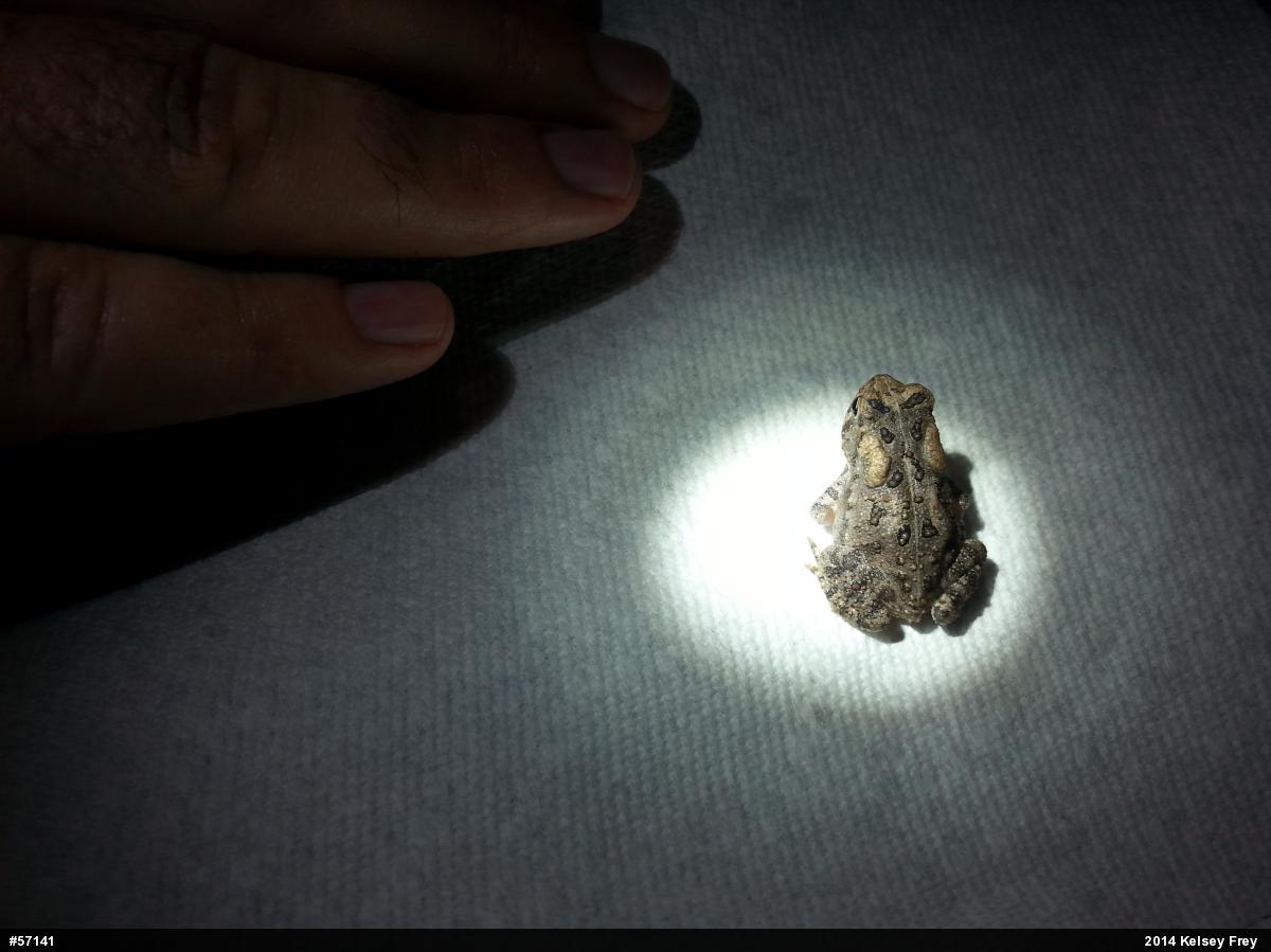 Eastern American Toad