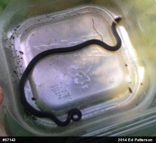 Northern Ring-necked Snake