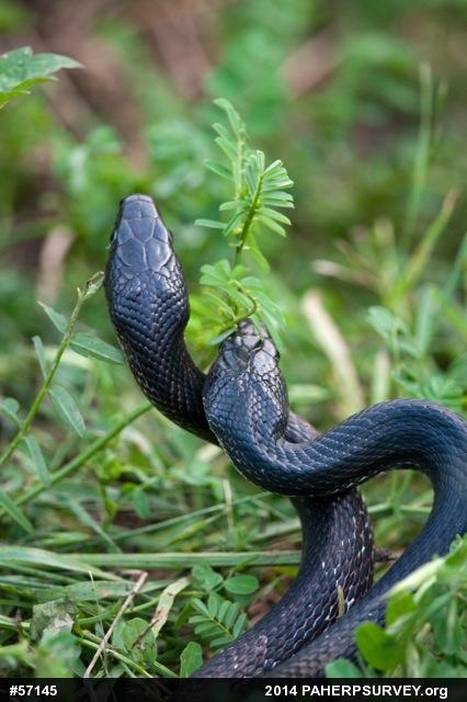 Eastern Ratsnake