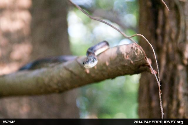 Eastern Ratsnake