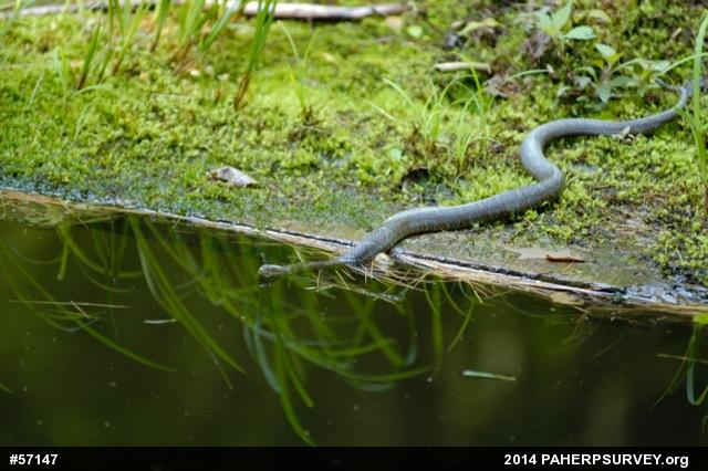 Northern Watersnake