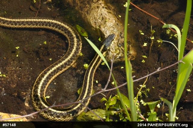 Eastern Gartersnake