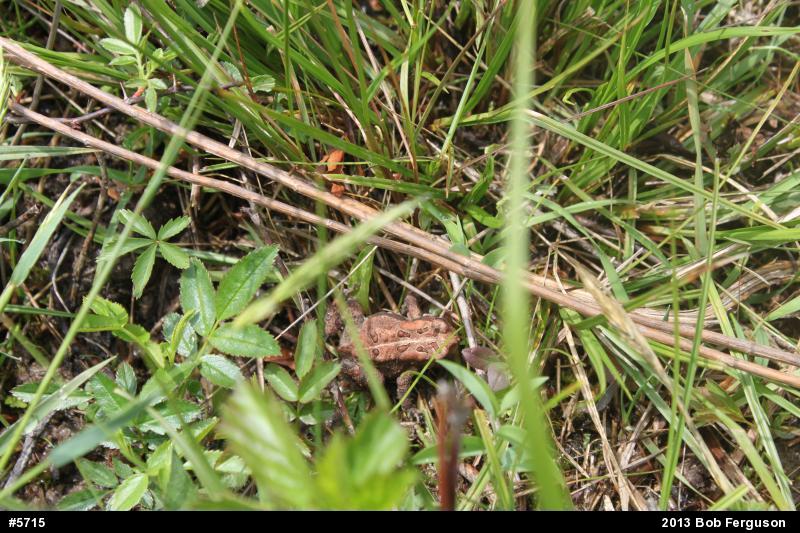 Eastern American Toad