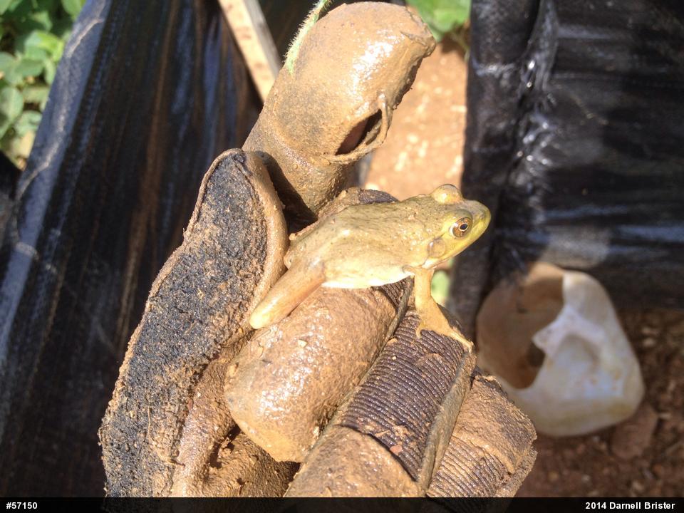 American Bullfrog