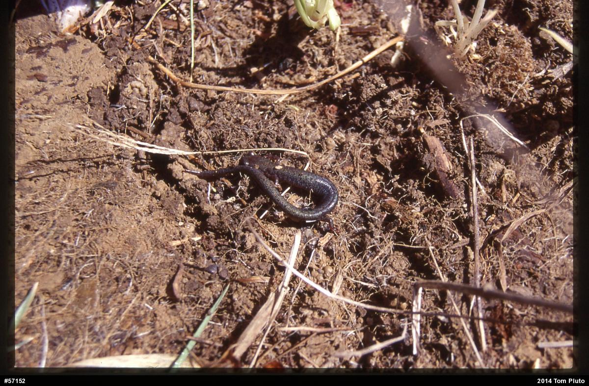 Valley And Ridge Salamander