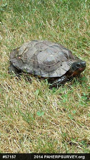 Wood Turtle