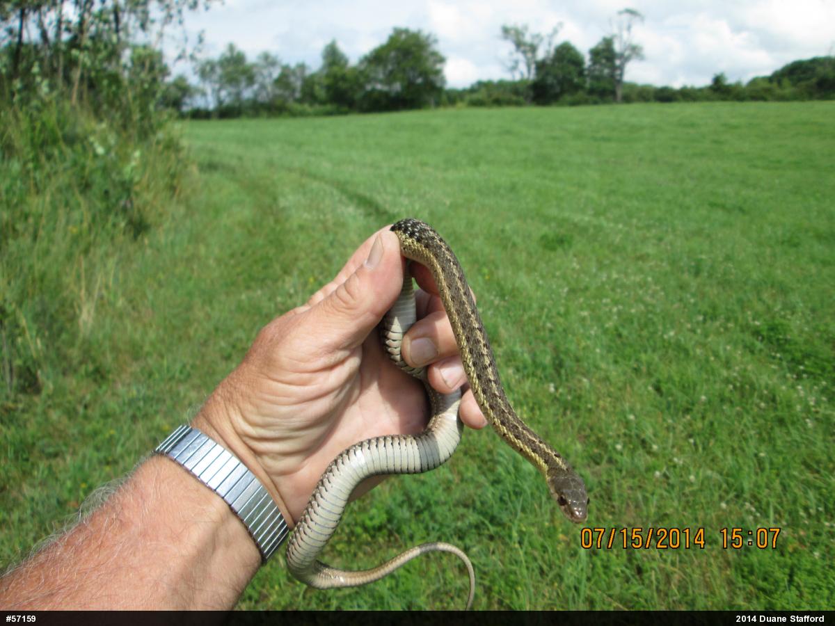 Eastern Gartersnake