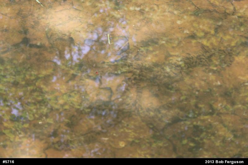 Eastern American Toad