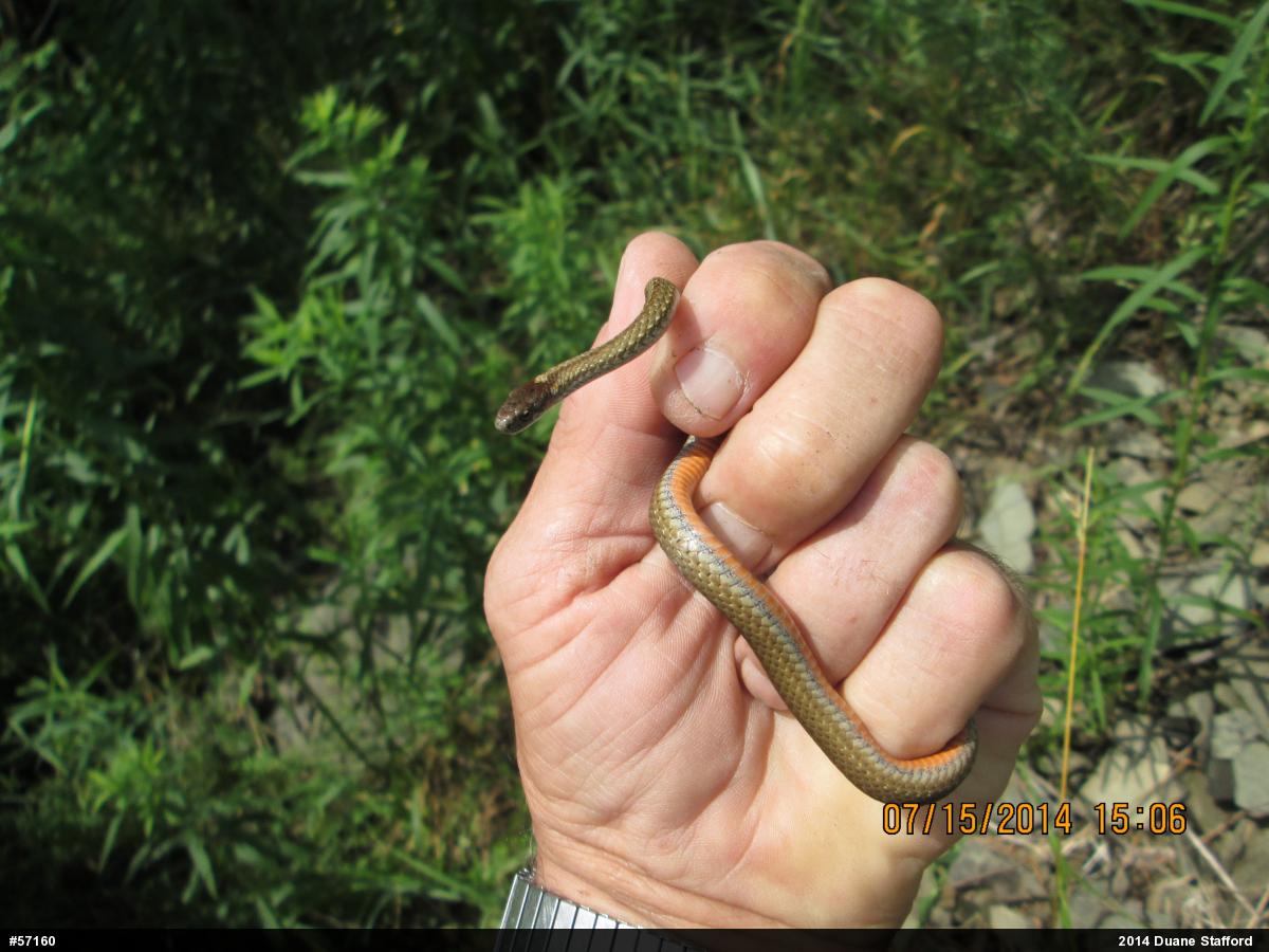 Red-bellied Snake