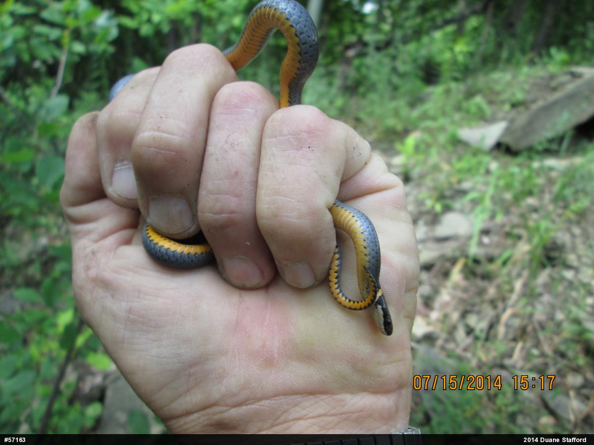 Northern Ring-necked Snake
