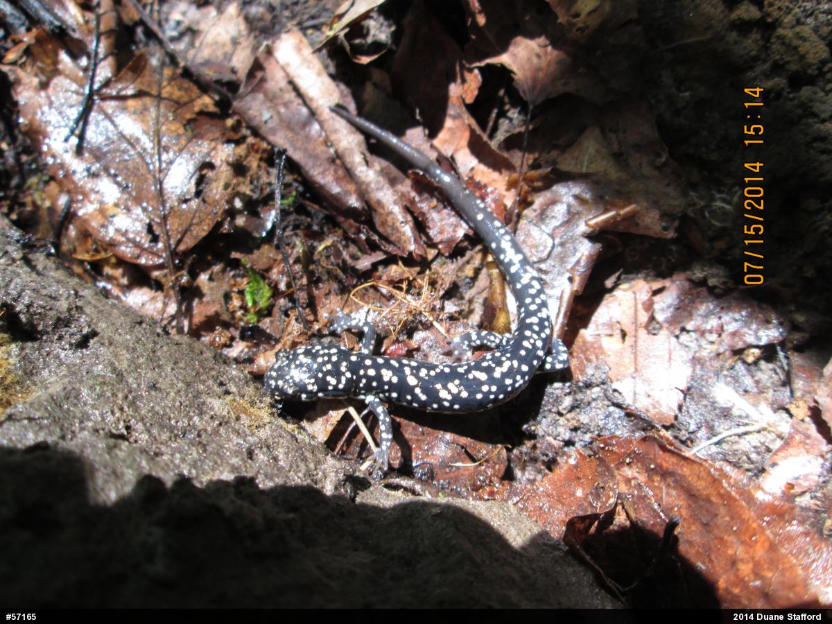Northern Slimy Salamander