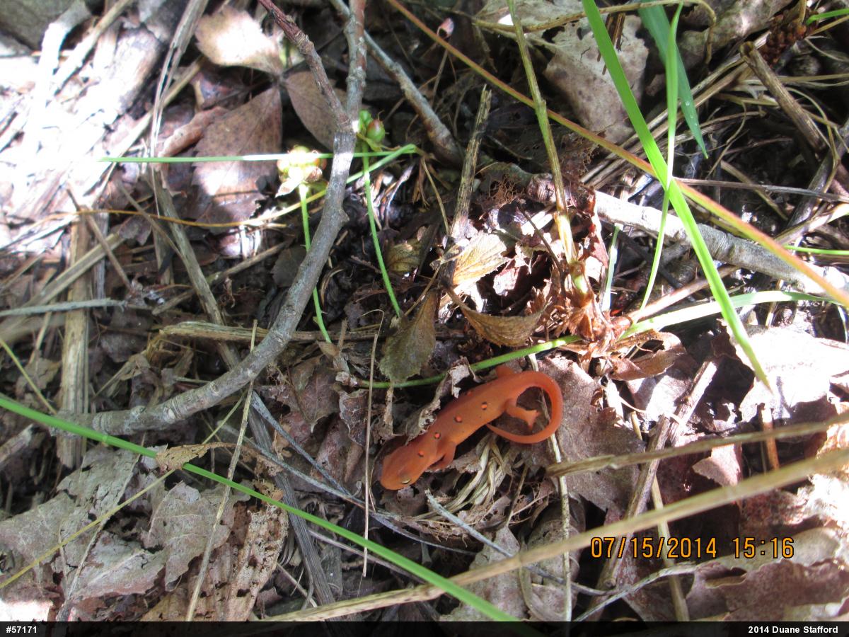 Red-spotted Newt