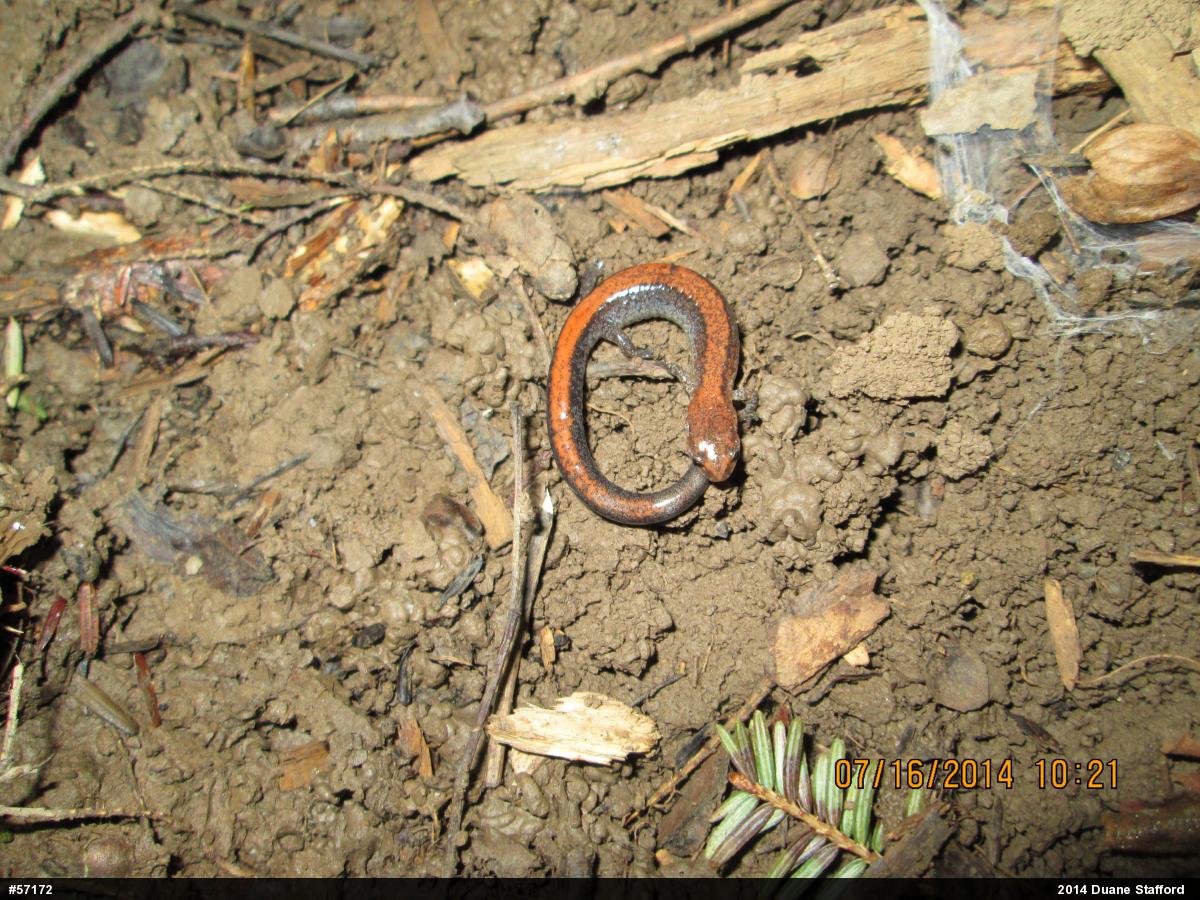 Eastern Red-backed  Salamander