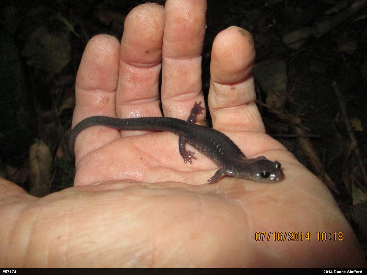 Wehrle's Salamander