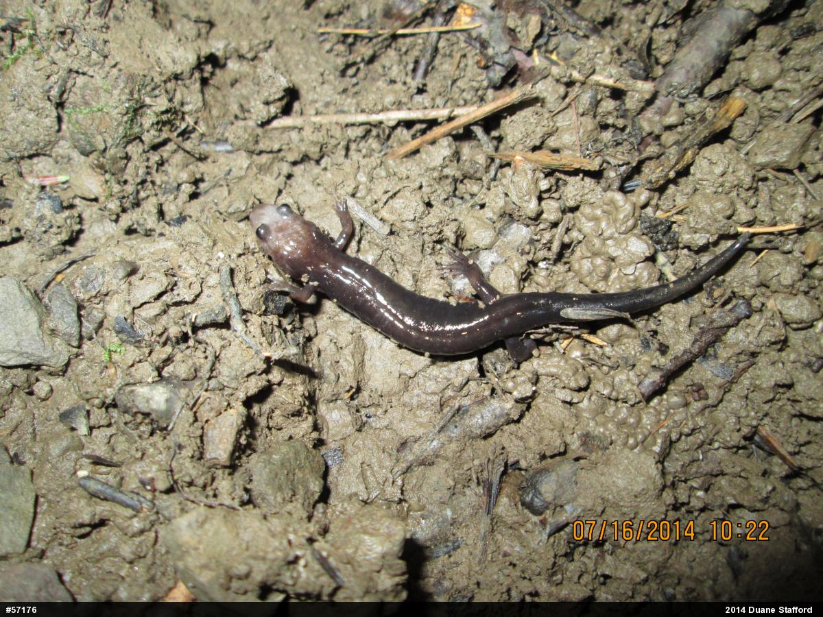 Allegheny Mountain Dusky Salamander