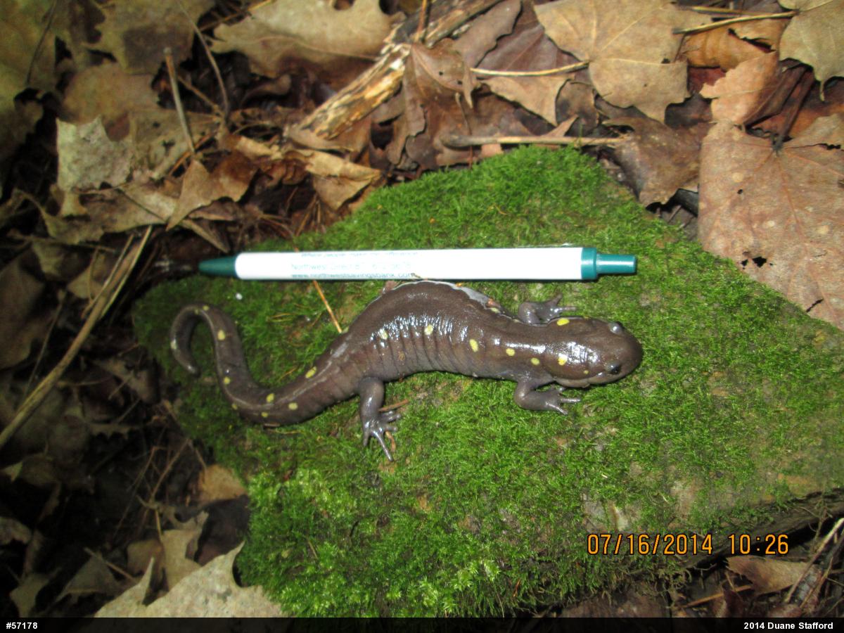 Spotted Salamander