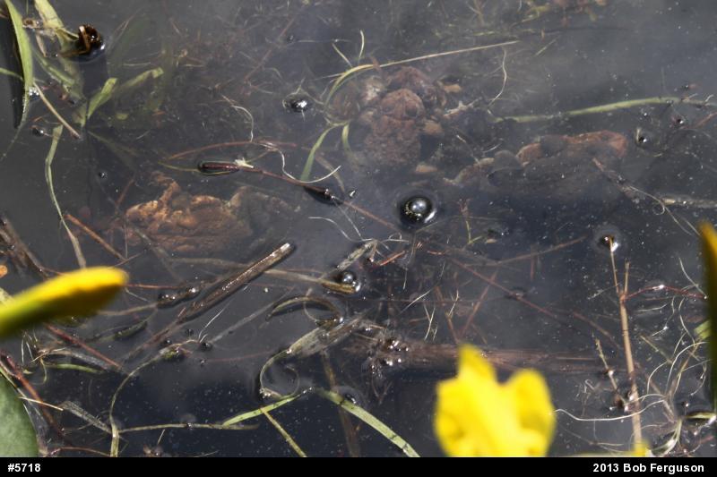 Eastern American Toad