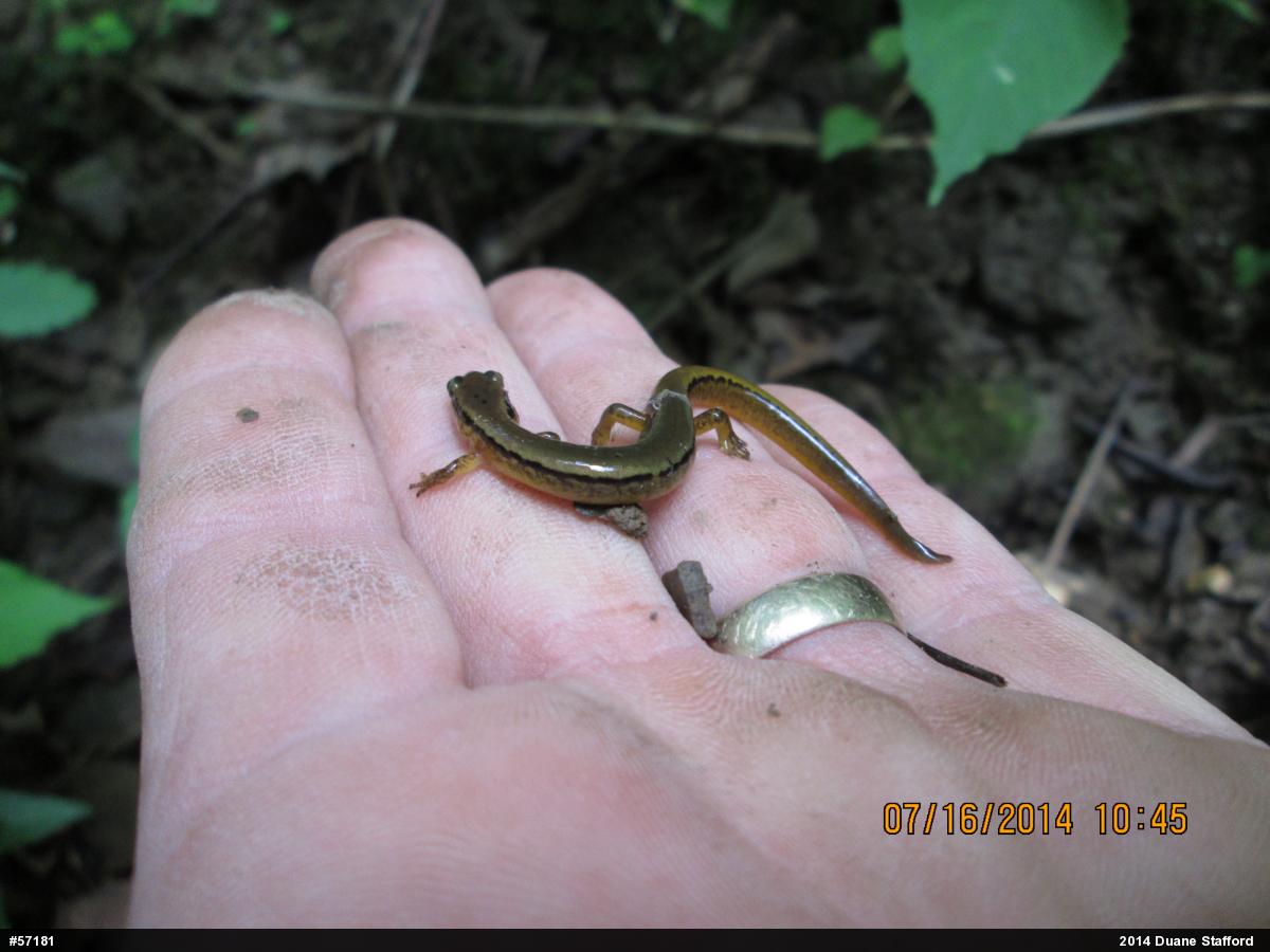 Northern Two-lined Salamander