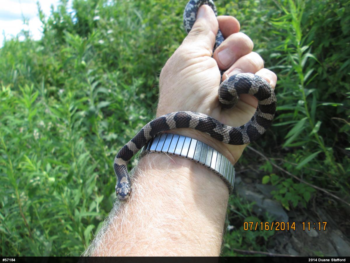 Eastern Milksnake