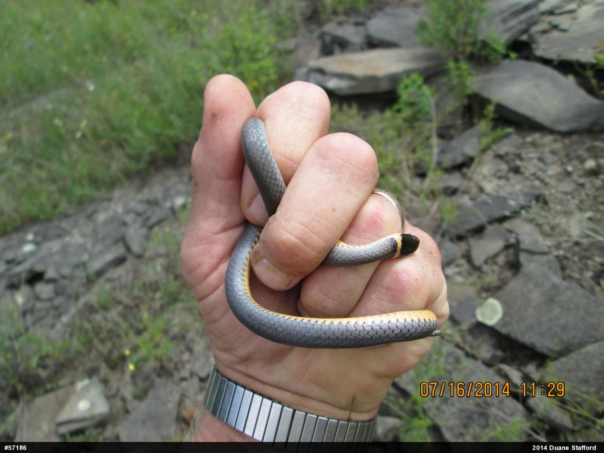 Northern Ring-necked Snake