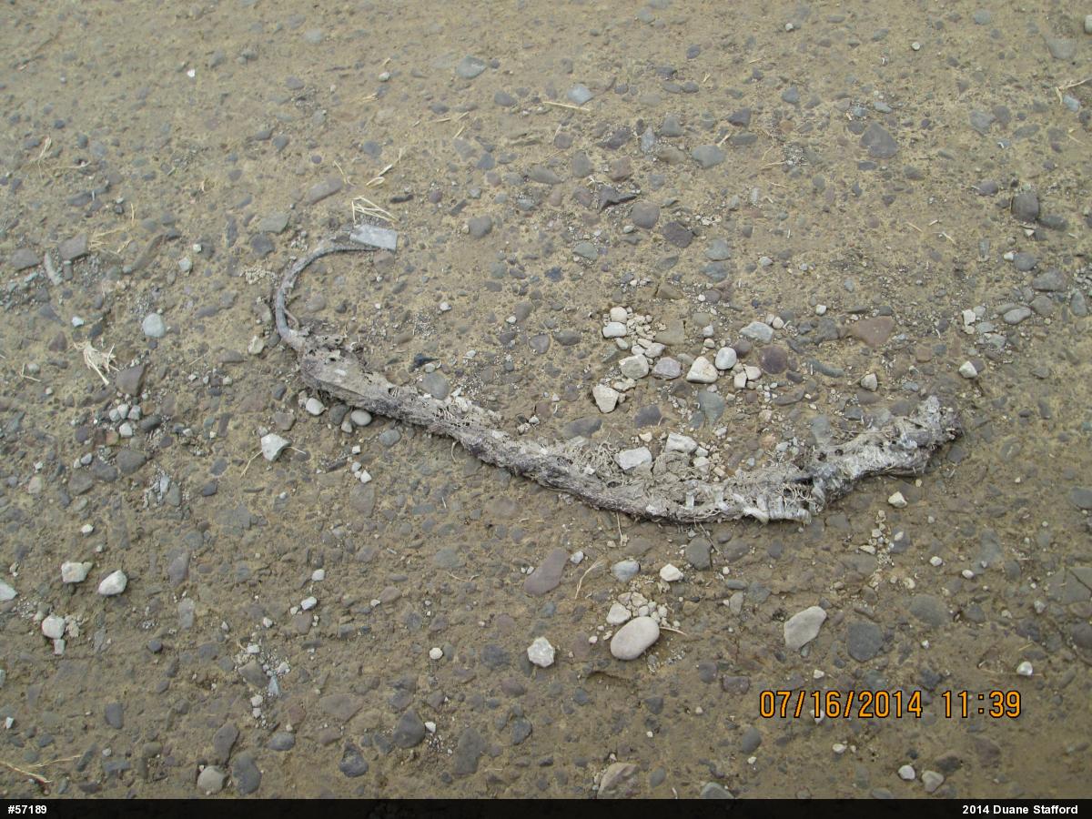 Northern Watersnake