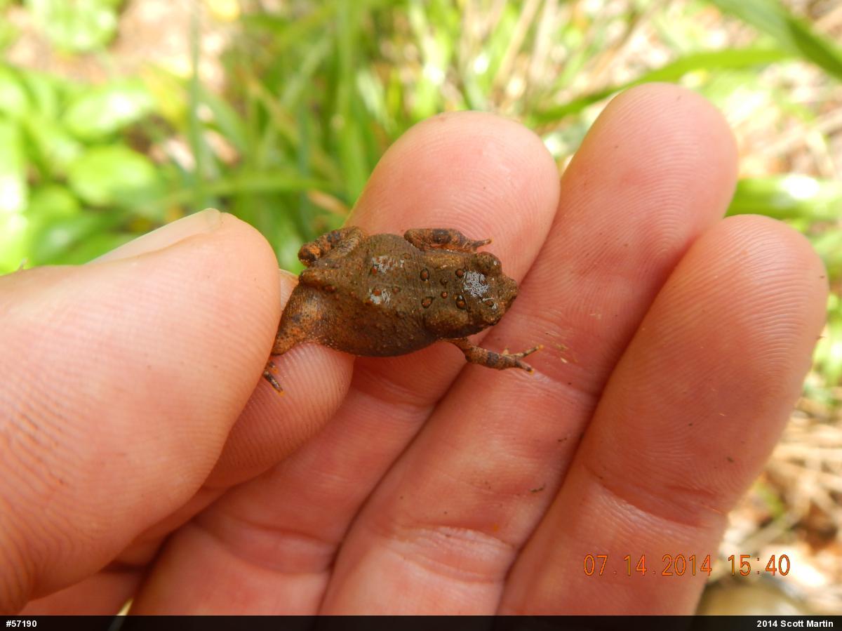 Eastern American Toad
