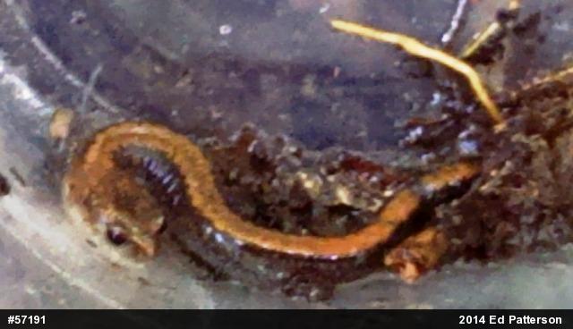 Eastern Red-backed  Salamander