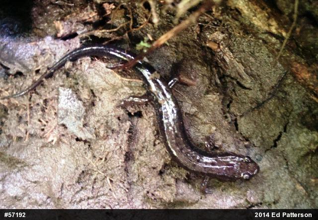 Allegheny Mountain Dusky Salamander