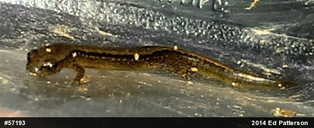 Northern Two-lined Salamander