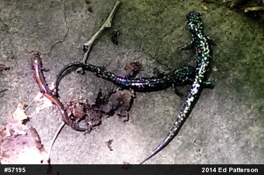 Northern Slimy Salamander