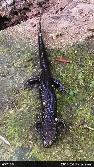 Allegheny Mountain Dusky Salamander