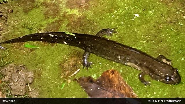 Northern Dusky Salamander