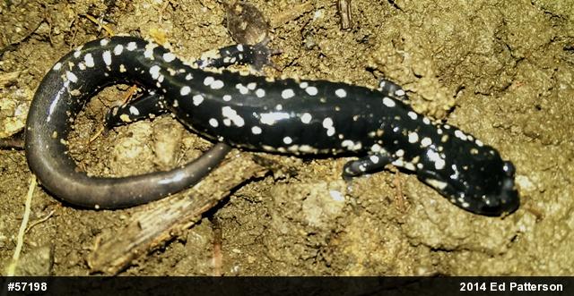 Northern Slimy Salamander