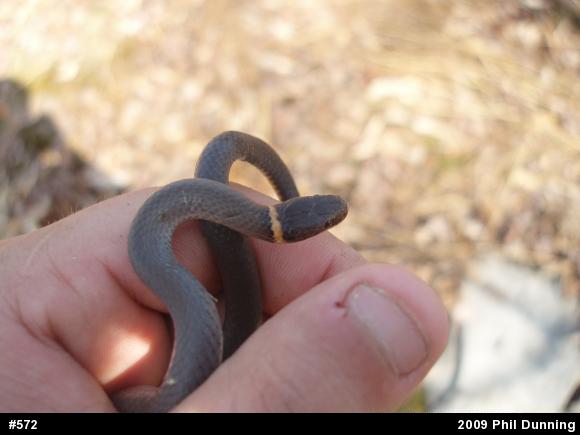 Northern Ring-necked Snake