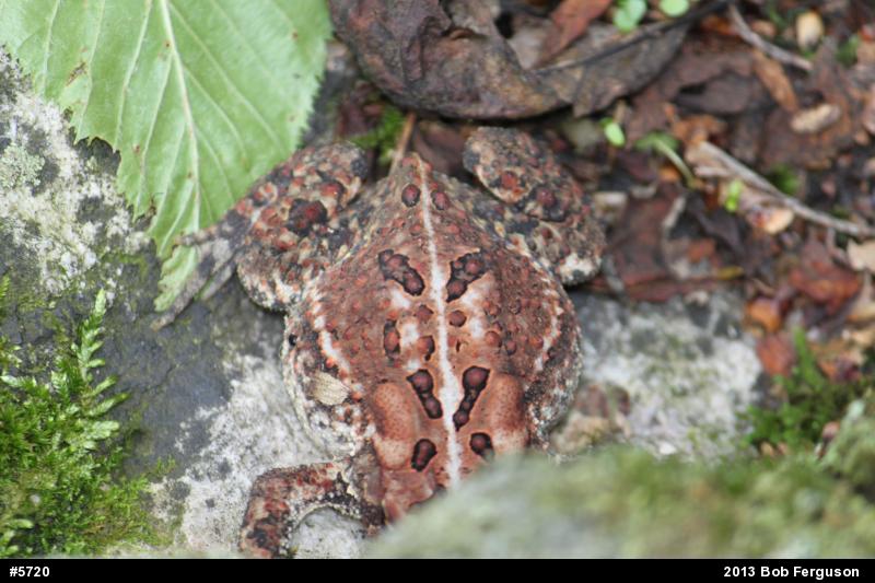 Eastern American Toad