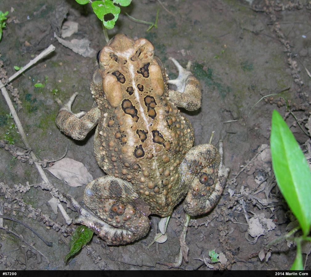 Eastern American Toad