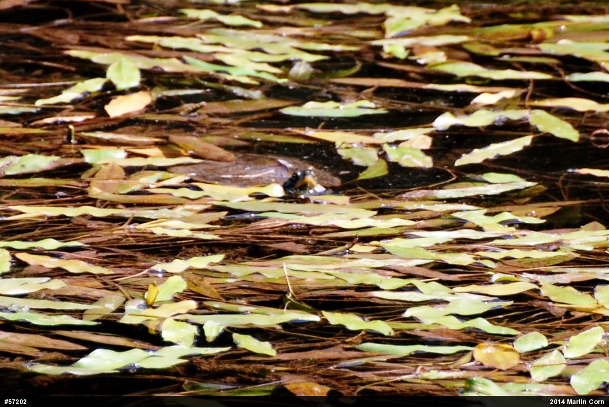 Northern Map Turtle