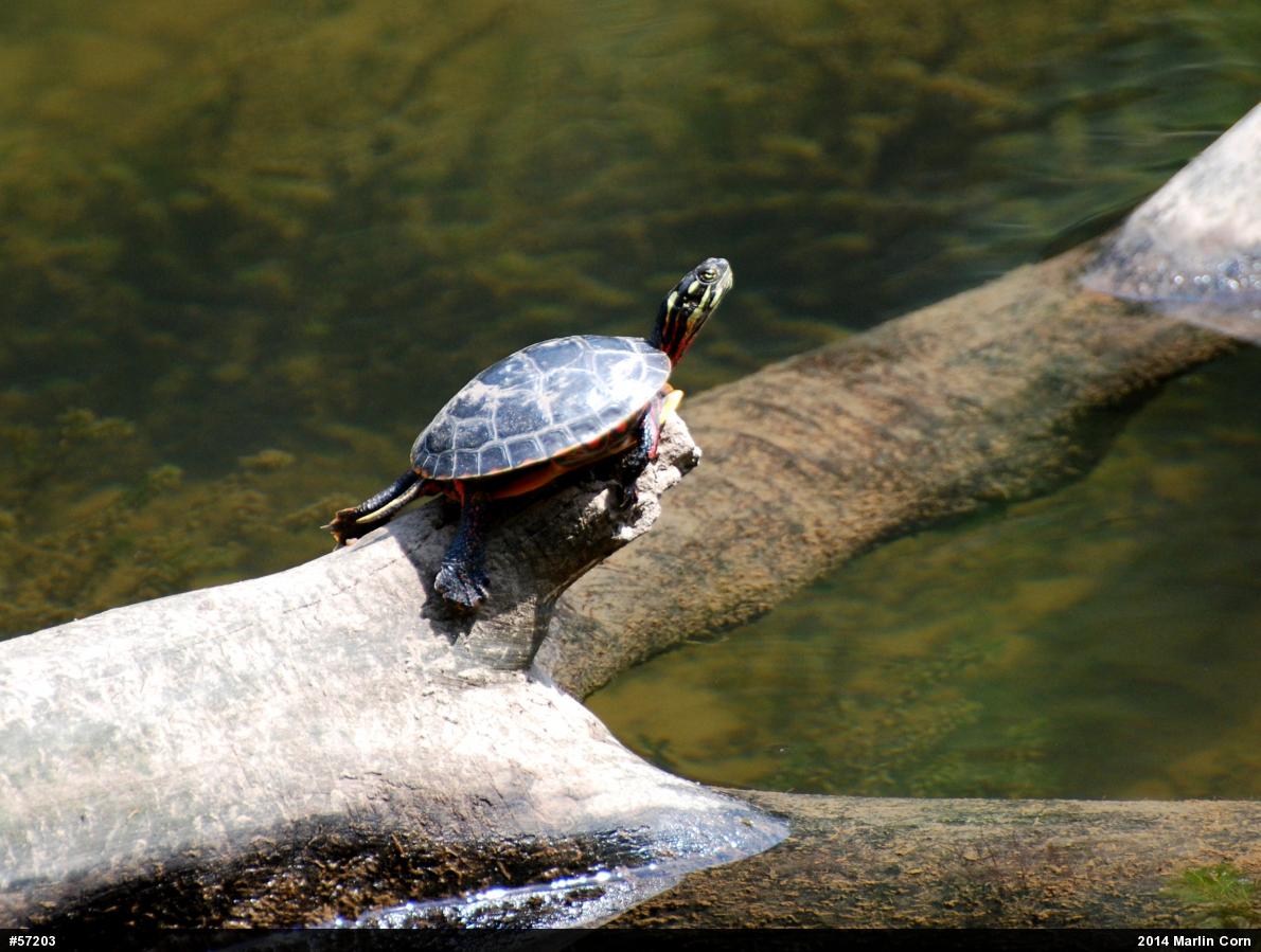 Eastern Painted Turtle