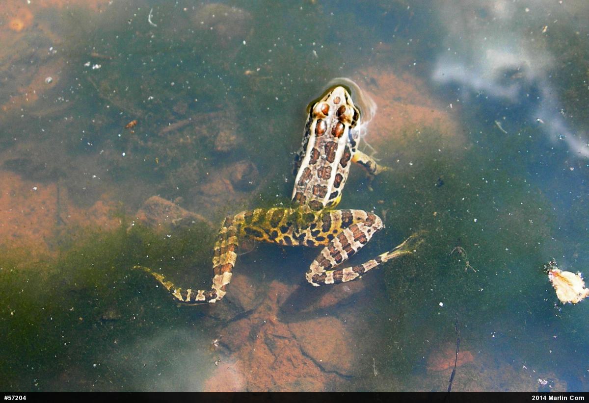 Pickerel Frog